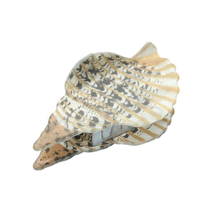 Shell Hair Clip