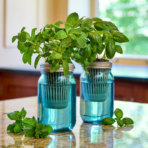 Herb Garden Jar - Mint