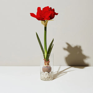 Bulb Kit - Amaryllis