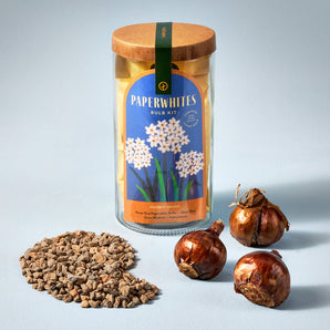 Bulb Kit - Paperwhites