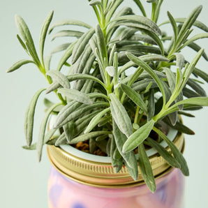 Herb Garden Jar - Rosemary