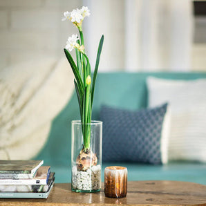 Bulb Kit - Paperwhites