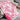 Cheetah Soft Blanket in Pink